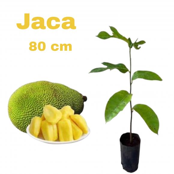   floricultura eco flora, floricultura bh,  flora em bh, orqu�deas bh, plantas em bh, paisagismo em bh, decora�ao em bh, vasos decorativos em bh, calandiva em bh, presente em bh, planta pendente em bh, planta de varanda em bh, �rvore de fruta em bh, floricultura eco flora, floricultura belo horizonte,  flora em belo horizonte, orquideas bh, plantas em bh, paisagismo em bh, substrato em bh, vaso resina bh,vasos decorativos em bh, terra belo horizonte, ECO FLORA FLORICULTURA E JARDINAGEM LTDA 