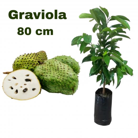 floricultura eco flora, floricultura bh,  flora em bh, orqu�deas bh, plantas em bh, paisagismo em bh, decora�ao em bh, vasos decorativos em bh, calandiva em bh, presente em bh, planta pendente em bh, planta de varanda em bh, �rvore de fruta em bh ,