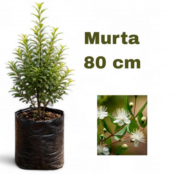 floricultura eco flora, floricultura bh,  flora em bh, orqu�deas bh, plantas em bh, paisagismo em bh, decora�ao em bh, vasos decorativos em bh, �rvore em bh ,