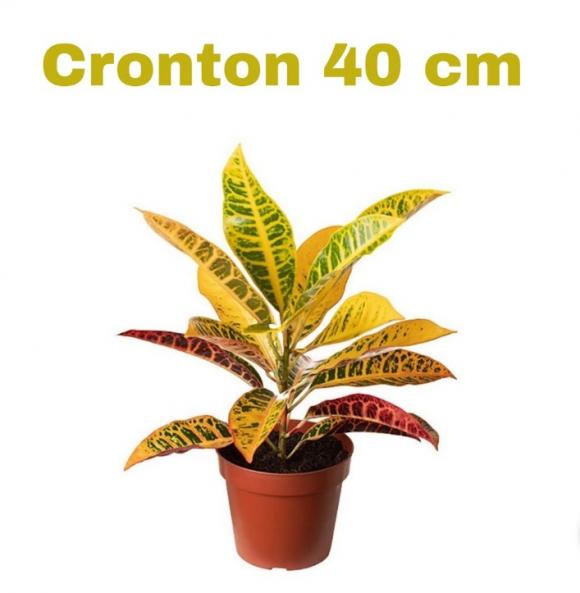 floricultura eco flora, floricultura bh,  flora em bh, orqu�deas bh, plantas em bh, paisagismo em bh, decora�ao em bh, vasos decorativos em bh, ferramenta em bh ,