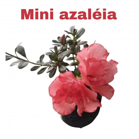 floricultura eco flora, floricultura bh,  flora em bh, orqu�deas bh, plantas em bh, paisagismo em bh, decora�ao em bh, vasos decorativos em bh, azal�ia mini em bh ,