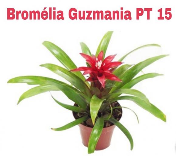   floricultura eco flora, floricultura bh,  flora em bh, orqu�deas bh, plantas em bh, paisagismo em bh, decora�ao em bh, vasos decorativos em bh, brom�lias em bh, floricultura eco flora, floricultura belo horizonte,  flora em belo horizonte, orquideas bh, plantas em bh, paisagismo em bh, substrato em bh, vaso resina bh,vasos decorativos em bh, terra belo horizonte, ECO FLORA FLORICULTURA E JARDINAGEM LTDA 