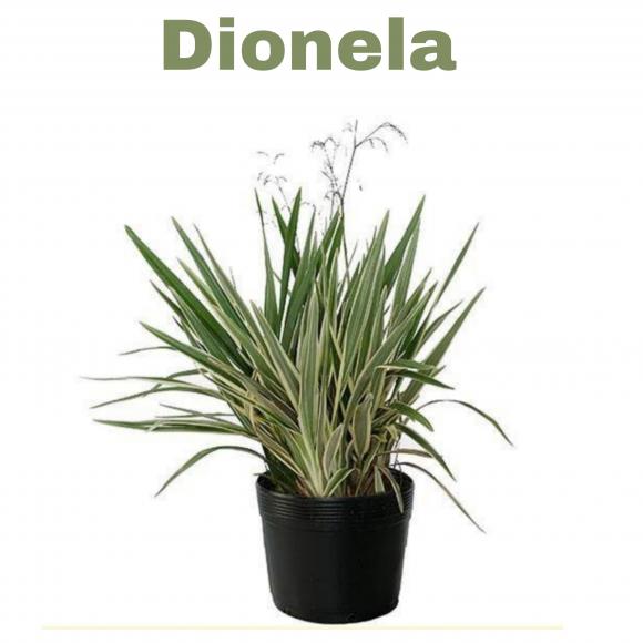   floricultura eco flora, floricultura bh,  flora em bh, orqu�deas bh, plantas em bh, paisagismo em bh, decora�ao em bh, vasos decorativos em bh, calandiva em bh, presente em bh, planta pendente em bh, planta de varanda em bh, �rvore de fruta em bh dionela , floricultura eco flora, floricultura belo horizonte,  flora em belo horizonte, orquideas bh, plantas em bh, paisagismo em bh, substrato em bh, vaso resina bh,vasos decorativos em bh, terra belo horizonte, ECO FLORA FLORICULTURA E JARDINAGEM LTDA 