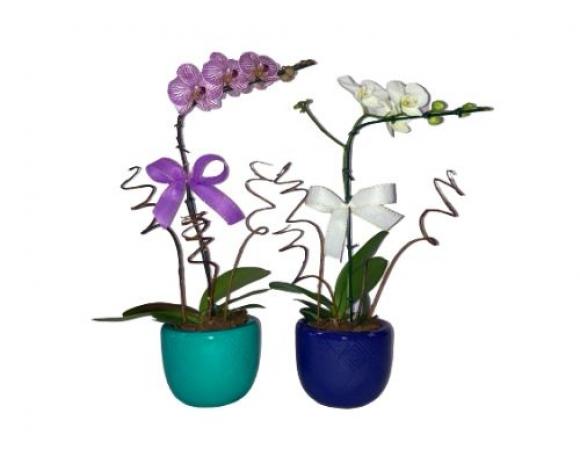 floricultura eco flora, floricultura bh,  flora em bh, orqudeas bh, plantas em bh, paisagismo em bh, decoraao em bh, vasos decorativos em bh ,floricultura eco flora, floricultura bh,  flora em bh, orqudeas bh, plantas em bh, paisagismo em bh, decoraao em bh, vasos decorativos em bh