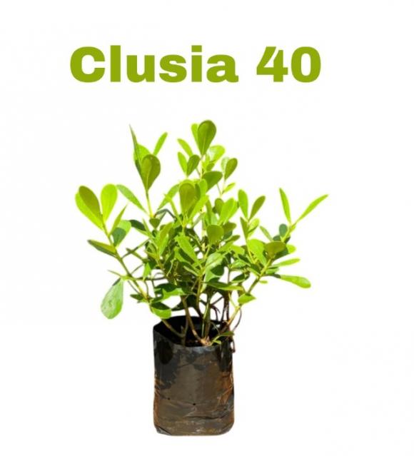 floricultura eco flora, floricultura bh,  flora em bh, orqu�deas bh, plantas em bh, paisagismo em bh, decora�ao em bh, vasos decorativos em bh, calandiva em bh, presente em bh, planta pendente em bh, planta de varanda em bh ,