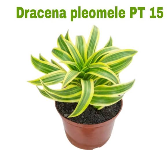 floricultura eco flora, floricultura belo horizonte,  flora em belo horizonte, orquideas bh, plantas em bh, paisagismo em bh, substrato em bh, vaso resina bh,vasos decorativos em bh, terra belo horizonte,