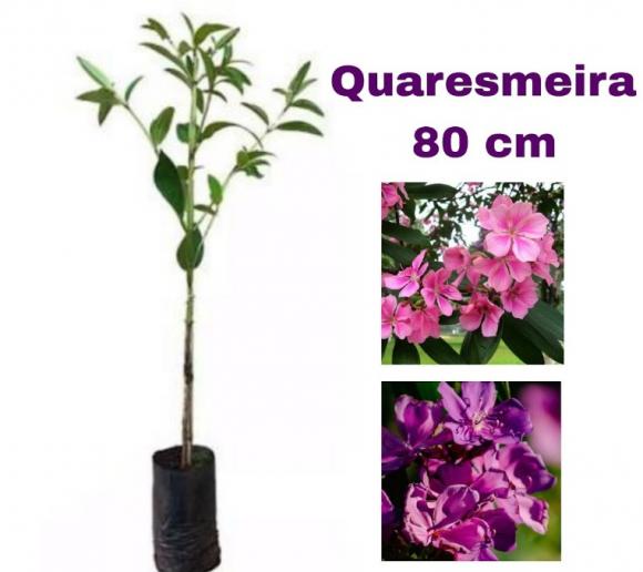 floricultura eco flora, floricultura bh,  flora em bh, orqu�deas bh, plantas em bh, paisagismo em bh, decora�ao em bh, vasos decorativos em bh, arvores em bh ,