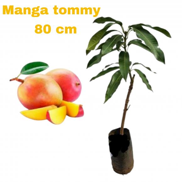 floricultura eco flora, floricultura bh,  flora em bh, orqu�deas bh, plantas em bh, paisagismo em bh, decora�ao em bh, vasos decorativos em bh, calandiva em bh, presente em bh, planta pendente em bh, �rvore de fruta em bh ,