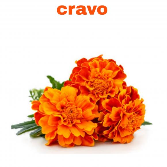 floricultura eco flora, floricultura bh,  flora em bh, orqu�deas bh, plantas em bh, paisagismo em bh, decora�ao em bh, vasos decorativos em bh, ferramenta bh ,