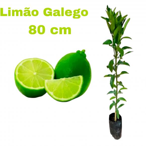 floricultura eco flora, floricultura bh,  flora em bh, orqu�deas bh, plantas em bh, paisagismo em bh, decora�ao em bh, vasos decorativos em bh, calandiva em bh, presente em bh, planta pendente em bh, planta de varanda em bh, �rvore de fruta em bh ,