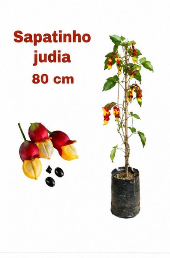 floricultura eco flora, floricultura bh,  flora em bh, orqu�deas bh, plantas em bh, paisagismo em bh, decora�ao em bh, vasos decorativos em bh, calandiva em bh, beg�nia em bh, sapatinho de judia em bh ,