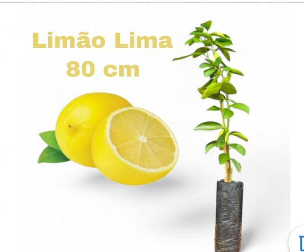   floricultura eco flora, floricultura belo horizonte,  flora em belo horizonte, orquideas bh, plantas em bh, paisagismo em bh, substrato em bh, vaso resina bh,vasos decorativos em bh, terra belo horizonte, ECO FLORA FLORICULTURA E JARDINAGEM LTDA