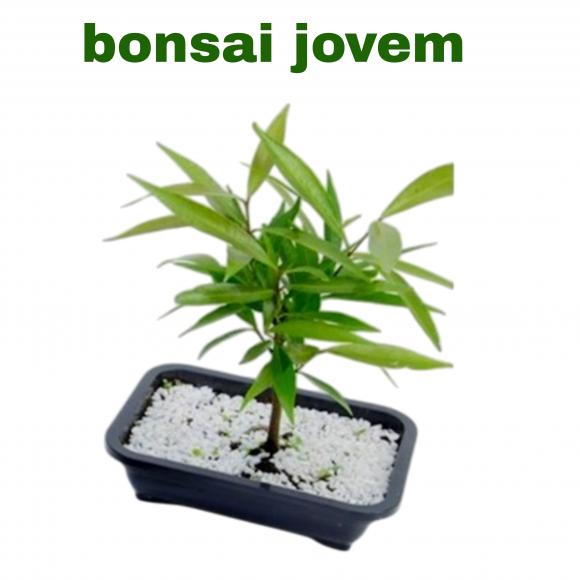   floricultura eco flora, floricultura belo horizonte,  flora em belo horizonte, orquideas bh, plantas em bh, paisagismo em bh, substrato em bh, vaso resina bh,vasos decorativos em bh, terra belo horizonte, ECO FLORA FLORICULTURA E JARDINAGEM LTDA