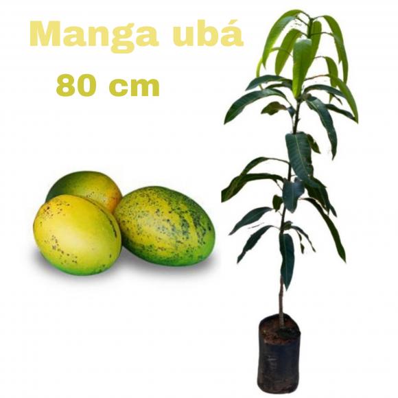 floricultura eco flora, floricultura bh,  flora em bh, orqu�deas bh, plantas em bh, paisagismo em bh, decora�ao em bh, vasos decorativos em bh, calandiva em bh, presente em bh, planta pendente em bh, �rvore de fruta em bh ,floricultura eco flora, floricultura bh,  flora em bh, orqu�deas bh, plantas em bh, paisagismo em bh, decora�ao em bh, vasos decorativos em bh, calandiva em bh, presente em bh, planta pendente em bh, �rvore de fruta em bh