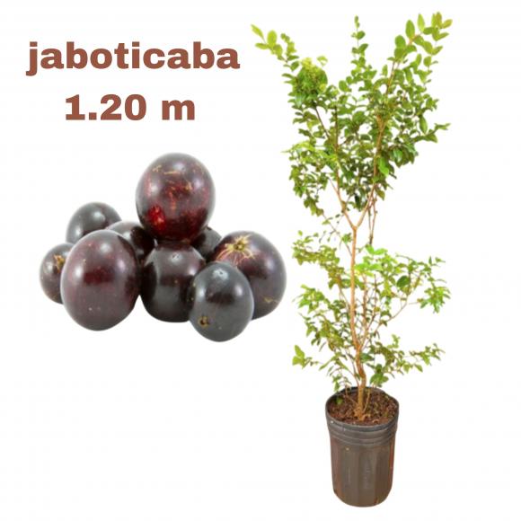 floricultura eco flora, floricultura bh,  flora em bh, orqu�deas bh, plantas em bh, paisagismo em bh, decora�ao em bh, vasos decorativos em bh, calandiva em bh, presente em bh, planta pendente em bh, planta de varanda em bh, �rvore de fruta em bh ,