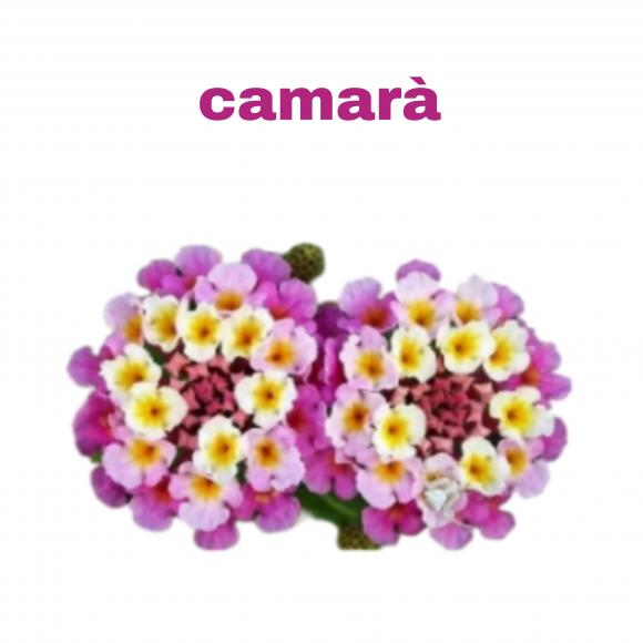 floricultura eco flora, floricultura bh,  flora em bh, orqu�deas bh, plantas em bh, paisagismo em bh, decora�ao em bh, vasos decorativos em bh, cora��o magoado em bh ,