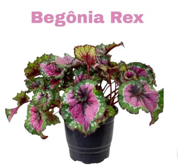 floricultura eco flora, floricultura bh,  flora em bh, orqu�deas bh, plantas em bh, paisagismo em bh, decora�ao em bh, vasos decorativos em bh, ferramenta bh ,