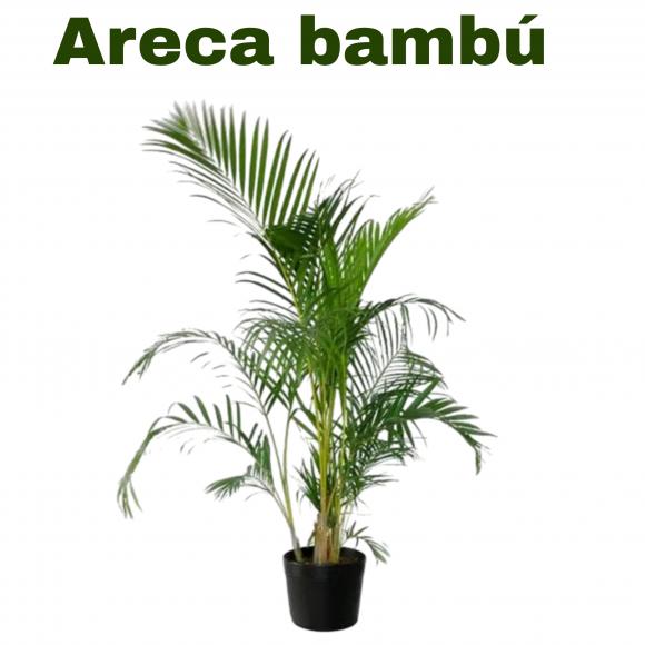   floricultura eco flora, floricultura bh,  flora em bh, orqu�deas bh, plantas em bh, paisagismo em bh, decora�ao em bh, vasos decorativos em bh, palmeira em bh, floricultura eco flora, floricultura belo horizonte,  flora em belo horizonte, orquideas bh, plantas em bh, paisagismo em bh, substrato em bh, vaso resina bh,vasos decorativos em bh, terra belo horizonte, ECO FLORA FLORICULTURA E JARDINAGEM LTDA 