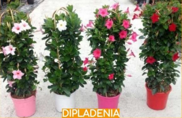 floricultura eco flora, floricultura bh,  flora em bh, orqudeas bh, plantas em bh, paisagismo em bh, decoraao em bh, vasos decorativos em bh, calandiva em bh, begnia em bh, dipladenia em bh ,