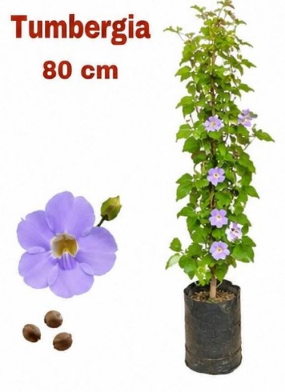   floricultura eco flora, floricultura bh,  flora em bh, orqu�deas bh, plantas em bh, paisagismo em bh, decora�ao em bh, vasos decorativos em bh, balsamo em bh, tumbergia azul em bh, floricultura eco flora, floricultura belo horizonte,  flora em belo horizonte, orquideas bh, plantas em bh, paisagismo em bh, substrato em bh, vaso resina bh,vasos decorativos em bh, terra belo horizonte, ECO FLORA FLORICULTURA E JARDINAGEM LTDA 