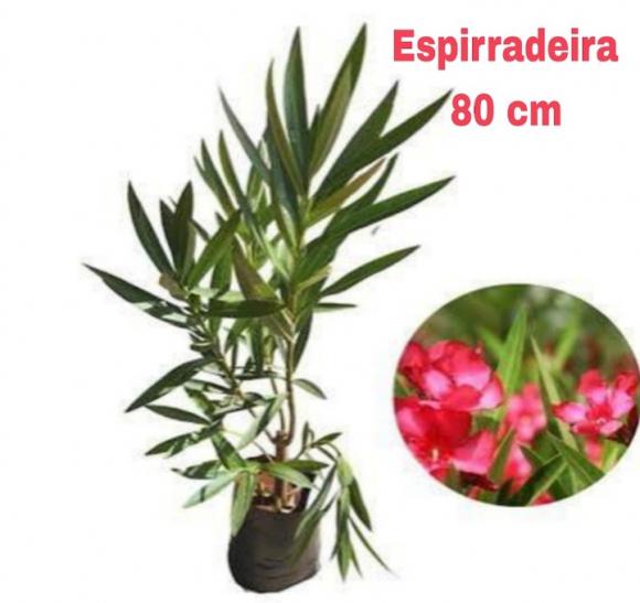 floricultura eco flora, floricultura bh,  flora em bh, orqu�deas bh, plantas em bh, paisagismo em bh, decora�ao em bh, vasos decorativos em bh, arvores em bh ,