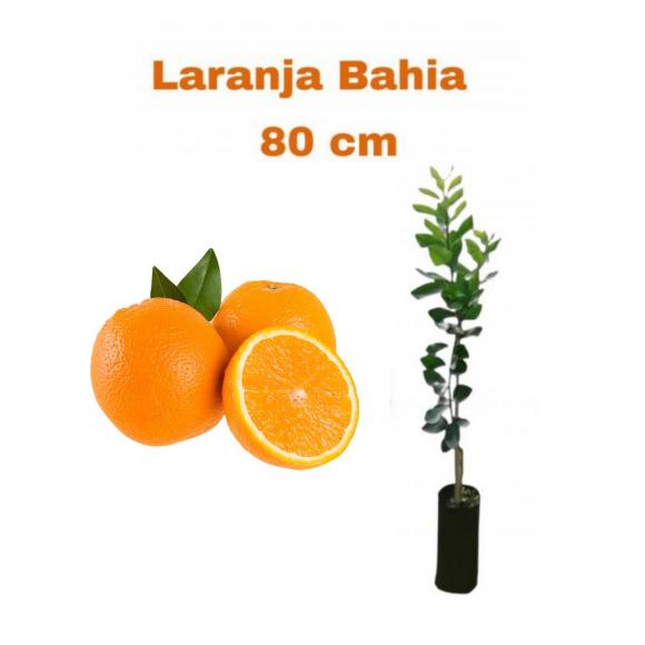 floricultura eco flora, floricultura bh,  flora em bh, orqu�deas bh, plantas em bh, paisagismo em bh, decora�ao em bh, vasos decorativos em bh, calandiva em bh, presente em bh, planta pendente em bh, planta de varanda em bh, �rvore de fruta em bh ,