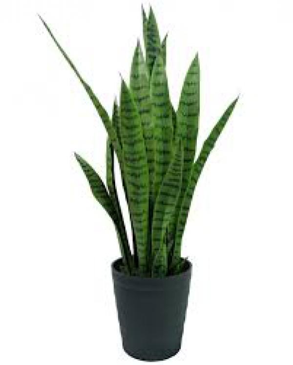 floricultura eco flora, floricultura bh,  flora em bh, orqudeas bh, plantas em bh, paisagismo em bh, decoraao em bh, vasos decorativos em bh, espada de so jorge em bh ,floricultura eco flora, floricultura bh,  flora em bh, orqudeas bh, plantas em bh, paisagismo em bh, decoraao em bh, vasos decorativos em bh, espada de so jorge em bh
