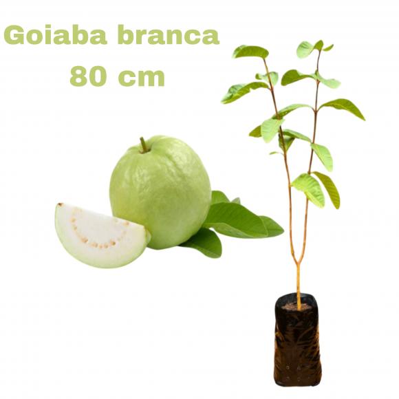 floricultura eco flora, floricultura bh,  flora em bh, orqu�deas bh, plantas em bh, paisagismo em bh, decora�ao em bh, vasos decorativos em bh, calandiva em bh, presente em bh, planta pendente em bh, planta de varanda em bh, �rvore de fruta em bh ,