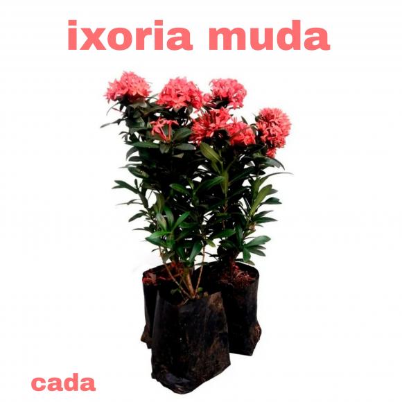 floricultura eco flora, floricultura bh,  flora em bh, orqu�deas bh, plantas em bh, paisagismo em bh, decora�ao em bh, vasos decorativos em bh, calandiva em bh, presente em bh, planta pendente em bh ,