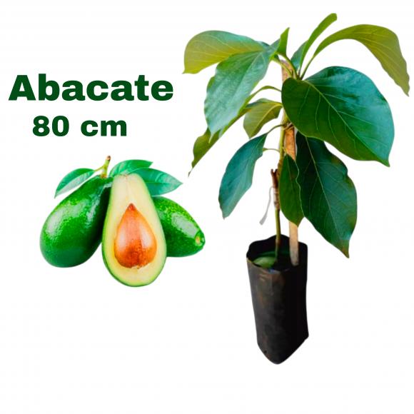 arvore em bh, floricultura eco flora, floricultura bh,  flora em bh, orqu�deas bh, plantas em bh, paisagismo em bh, decora�ao em bh, vasos decorativos em bh, planta interior em bh, maranta em bh, arvores de frutas em bh  ,