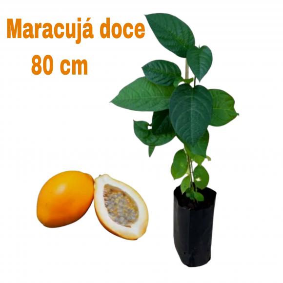 floricultura eco flora, floricultura bh,  flora em bh, orqu�deas bh, plantas em bh, paisagismo em bh, decora�ao em bh, vasos decorativos em bh, calandiva em bh, presente em bh, planta pendente em bh, �rvore de fruta em bh ,