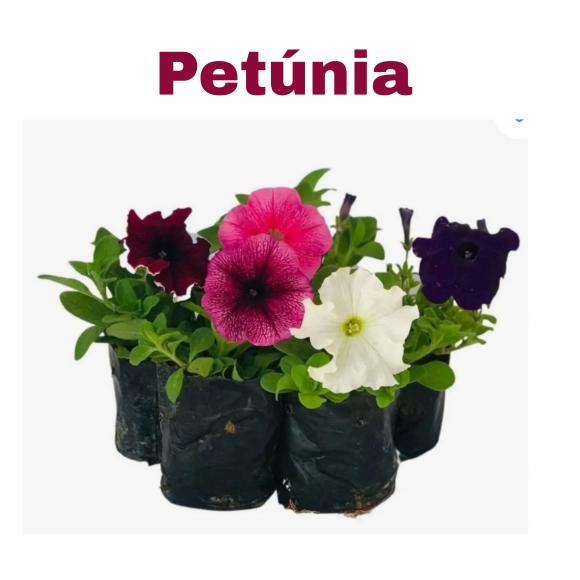floricultura eco flora, floricultura bh,  flora em bh, orqu�deas bh, plantas em bh, paisagismo em bh, decora�ao em bh, vasos decorativos em bh, beijo americano em bh ,