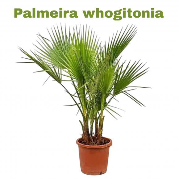   floricultura eco flora, floricultura bh,  flora em bh, orqu�deas bh, plantas em bh, paisagismo em bh, decora�ao em bh, vasos decorativos em bh, calandiva em bh, presente em bh, planta pendente em bh, plantas de sol pleno, floricultura eco flora, floricultura belo horizonte,  flora em belo horizonte, orquideas bh, plantas em bh, paisagismo em bh, substrato em bh, vaso resina bh,vasos decorativos em bh, terra belo horizonte, ECO FLORA FLORICULTURA E JARDINAGEM LTDA 