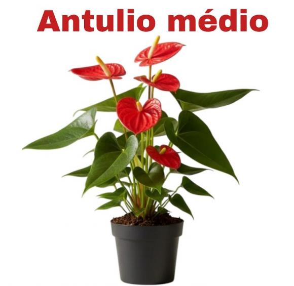   floricultura eco flora, floricultura belo horizonte,  flora em belo horizonte, orquideas bh, plantas em bh, paisagismo em bh, substrato em bh, vaso resina bh,vasos decorativos em bh, terra belo horizonte, ECO FLORA FLORICULTURA E JARDINAGEM LTDA