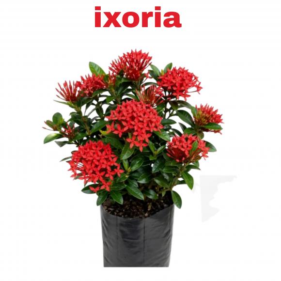 floricultura eco flora, floricultura belo horizonte,  flora em belo horizonte, orquideas bh, plantas em bh, paisagismo em bh, substrato em bh, vaso resina bh,vasos decorativos em bh, terra belo horizonte,