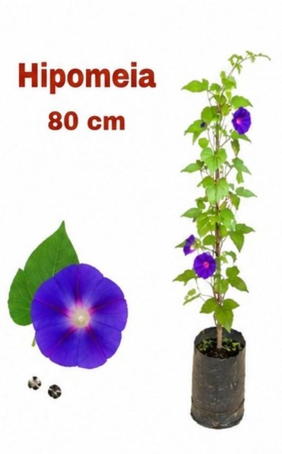 floricultura eco flora, floricultura bh,  flora em bh, orqu�deas bh, plantas em bh, paisagismo em bh, decora�ao em bh, vasos decorativos em bh, l�grimas de Cristo em bh ,