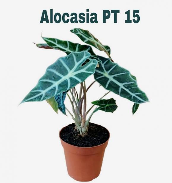   floricultura eco flora, floricultura bh,  flora em bh, orqu�deas bh, plantas em bh, paisagismo em bh, decora�ao em bh, vasos decorativos em bh, ferramenta bh, floricultura eco flora, floricultura belo horizonte,  flora em belo horizonte, orquideas bh, plantas em bh, paisagismo em bh, substrato em bh, vaso resina bh,vasos decorativos em bh, terra belo horizonte, ECO FLORA FLORICULTURA E JARDINAGEM LTDA 