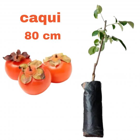 floricultura eco flora, floricultura bh,  flora em bh, orqu�deas bh, plantas em bh, paisagismo em bh, decora�ao em bh, vasos decorativos em bh, calandiva em bh, presente em bh, planta pendente em bh, planta de varanda em bh, �rvore de fruta em bh ,