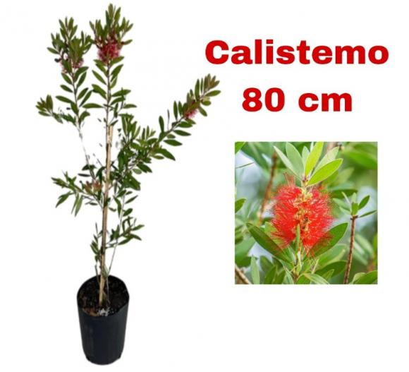 floricultura eco flora, floricultura belo horizonte,  flora em belo horizonte, orquideas bh, plantas em bh, paisagismo em bh, substrato em bh, vaso resina bh,vasos decorativos em bh, terra belo horizonte,