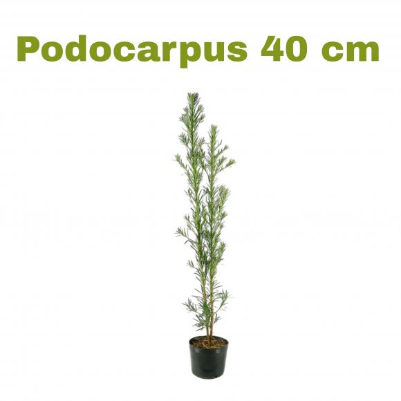   floricultura eco flora, floricultura bh,  flora em bh, orqu�deas bh, plantas em bh, paisagismo em bh, decora�ao em bh, vasos decorativos em bh, calandiva em bh, presente em bh, planta pendente em bh, planta de varanda em bh, floricultura eco flora, floricultura belo horizonte,  flora em belo horizonte, orquideas bh, plantas em bh, paisagismo em bh, substrato em bh, vaso resina bh,vasos decorativos em bh, terra belo horizonte, ECO FLORA FLORICULTURA E JARDINAGEM LTDA 