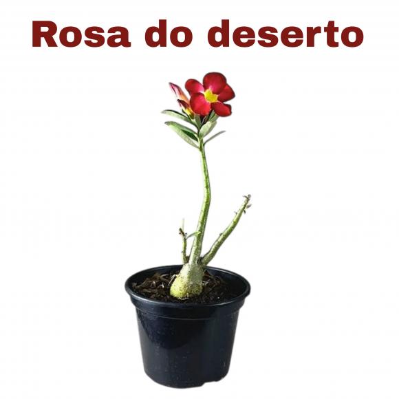   floricultura eco flora, floricultura belo horizonte,  flora em belo horizonte, orquideas bh, plantas em bh, paisagismo em bh, substrato em bh, vaso resina bh,vasos decorativos em bh, terra belo horizonte, ECO FLORA FLORICULTURA E JARDINAGEM LTDA
