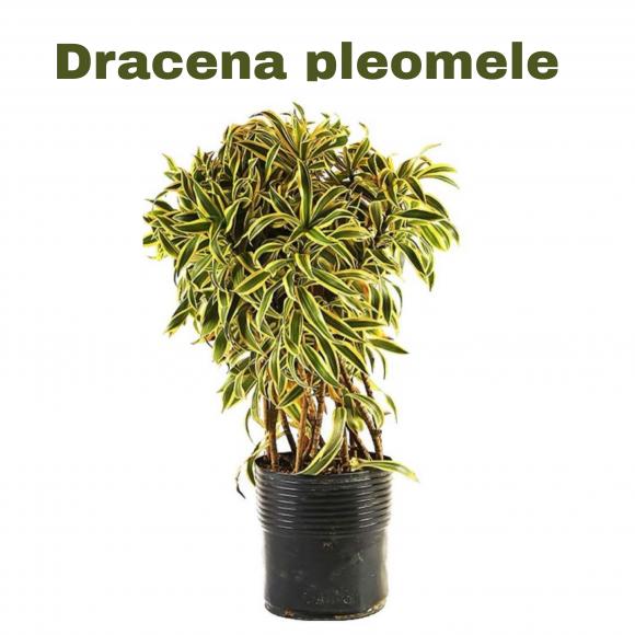   floricultura eco flora, floricultura belo horizonte,  flora em belo horizonte, orquideas bh, plantas em bh, paisagismo em bh, substrato em bh, vaso resina bh,vasos decorativos em bh, terra belo horizonte, ECO FLORA FLORICULTURA E JARDINAGEM LTDA