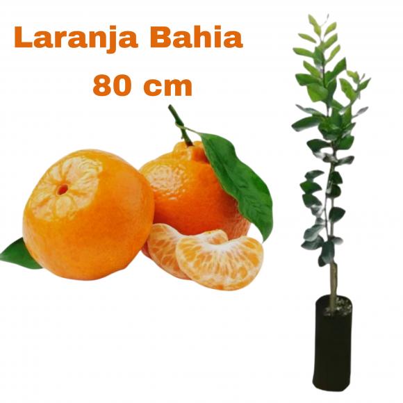 floricultura eco flora, floricultura bh,  flora em bh, orqu�deas bh, plantas em bh, paisagismo em bh, decora�ao em bh, vasos decorativos em bh, calandiva em bh, presente em bh, planta pendente em bh, planta de varanda em bh, �rvore de fruta em bh ,