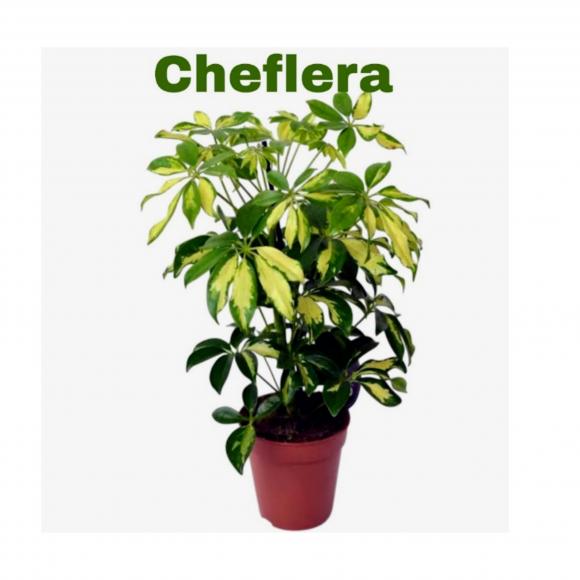   floricultura eco flora, floricultura belo horizonte,  flora em belo horizonte, orquideas bh, plantas em bh, paisagismo em bh, substrato em bh, vaso resina bh,vasos decorativos em bh, terra belo horizonte, ECO FLORA FLORICULTURA E JARDINAGEM LTDA