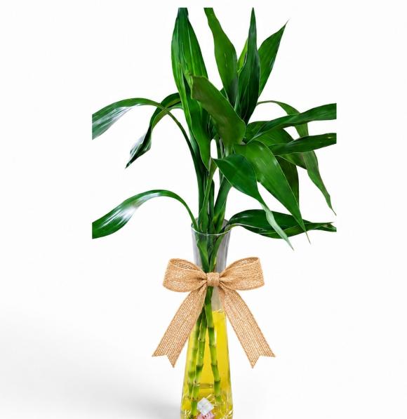   floricultura eco flora, floricultura belo horizonte,  flora em belo horizonte, orquideas bh, plantas em bh, paisagismo em bh, substrato em bh, vaso resina bh,vasos decorativos em bh, terra belo horizonte, ECO FLORA FLORICULTURA E JARDINAGEM LTDA