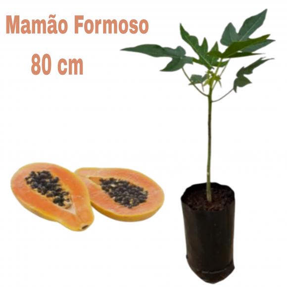 floricultura eco flora, floricultura bh,  flora em bh, orqu�deas bh, plantas em bh, paisagismo em bh, decora�ao em bh, vasos decorativos em bh, calandiva em bh, presente em bh, planta pendente em bh, planta de varanda em bh, vaso de resina em bh ,