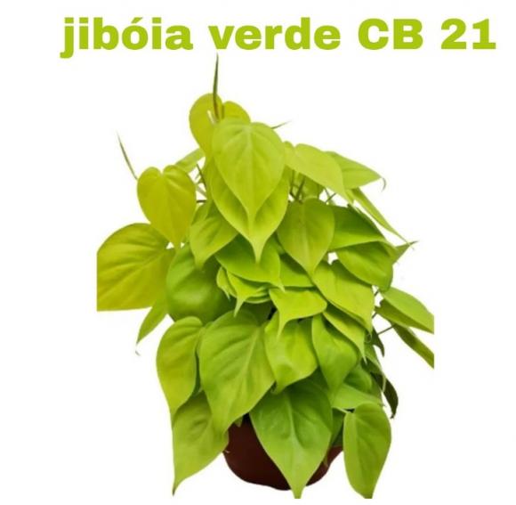 floricultura eco flora, floricultura belo horizonte,  flora em belo horizonte, orquideas bh, plantas em bh, paisagismo em bh, substrato em bh, vaso resina bh,vasos decorativos em bh, terra belo horizonte,