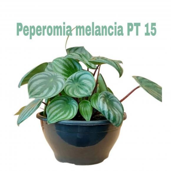 floricultura eco flora, floricultura belo horizonte,  flora em belo horizonte, orquideas bh, plantas em bh, paisagismo em bh, substrato em bh, vaso resina bh,vasos decorativos em bh, terra belo horizonte,
