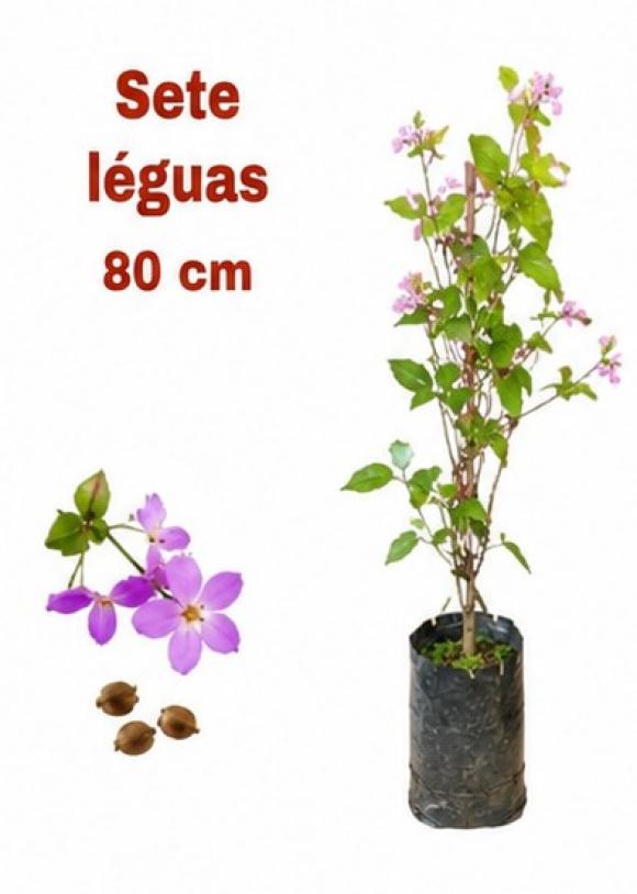 floricultura eco flora, floricultura bh,  flora em bh, orqu�deas bh, plantas em bh, paisagismo em bh, decora�ao em bh, vasos decorativos em bh, calandiva em bh, beg�nia em bh, dipladenia em bh ,