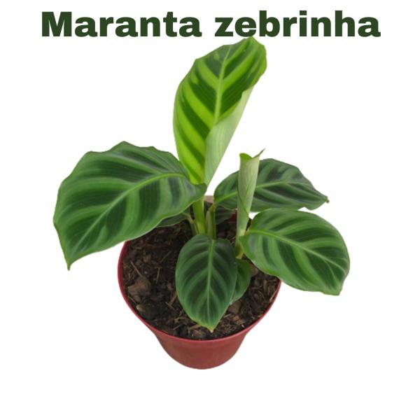   floricultura eco flora, floricultura belo horizonte,  flora em belo horizonte, orquideas bh, plantas em bh, paisagismo em bh, substrato em bh, vaso resina bh,vasos decorativos em bh, terra belo horizonte, ECO FLORA FLORICULTURA E JARDINAGEM LTDA